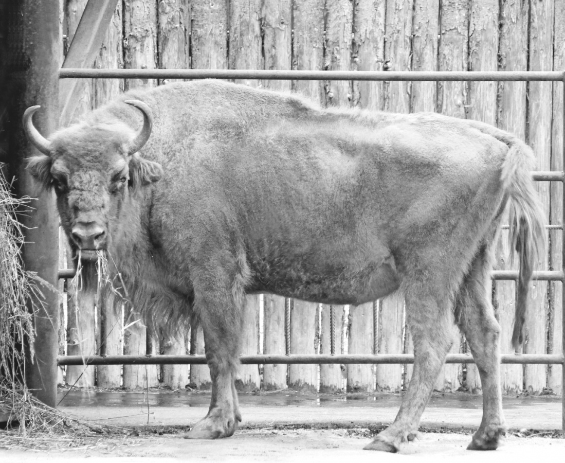 &laquo;Спи спокойно, наша Муза&raquo;: умерла старейшая жительница зоопарка &laquo;Лимпопо&raquo; - фото 1