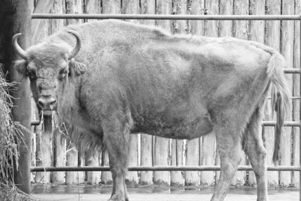 &laquo;Спи спокойно, наша Муза&raquo;: умерла старейшая жительница зоопарка &laquo;Лимпопо&raquo;