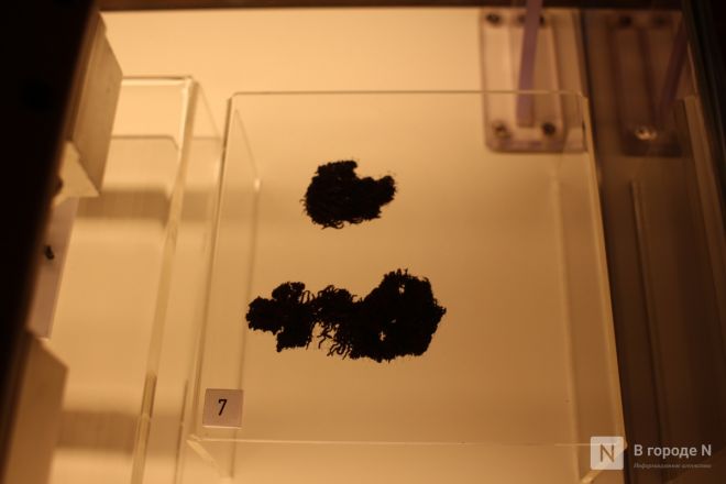 Монеты, украшения и боевые топоры: фоторепортаж с выставки археологических находок в Нижнем Новгороде - фото 76