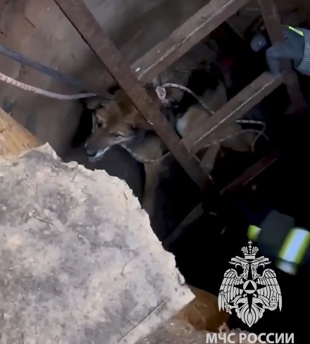 Собаку спасли из подвала полуразрушенного дома в Кстове: видео - фото 1