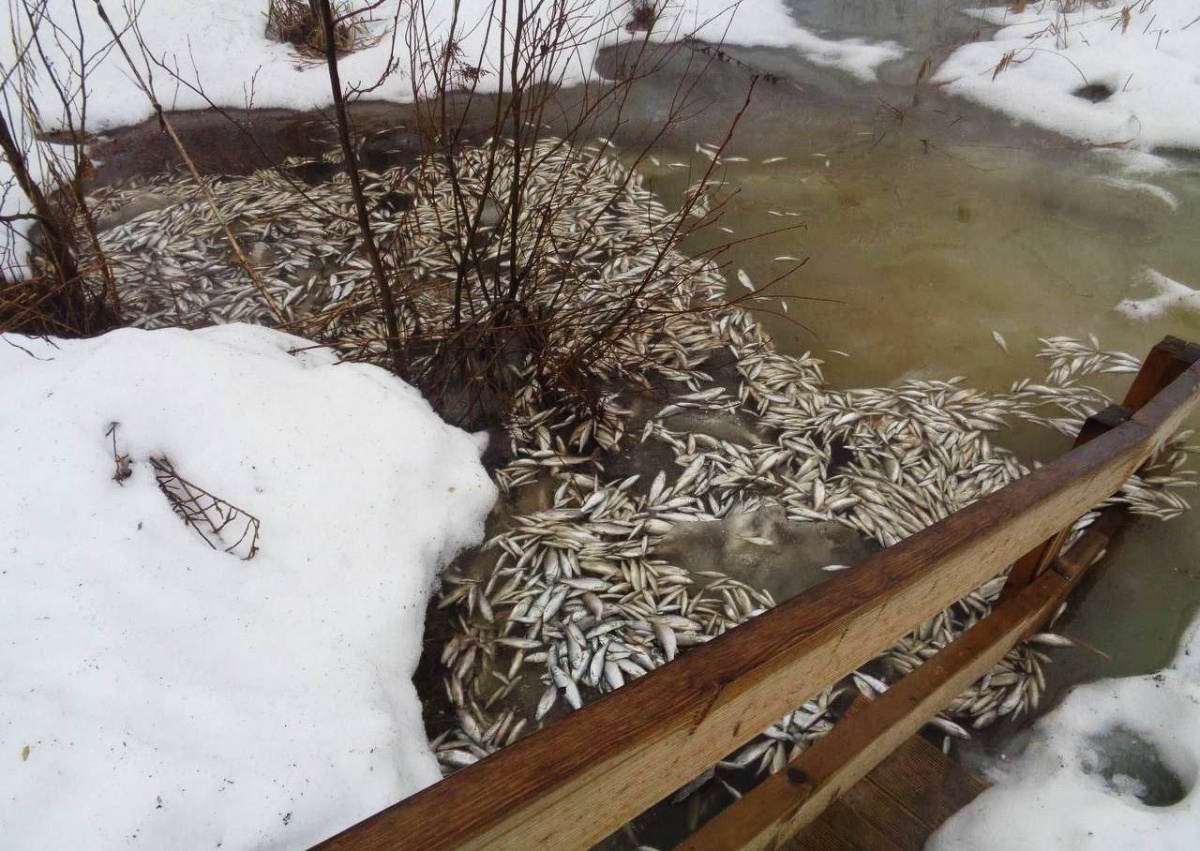 Минэкологии объяснило гибель рыбы в озере Светлояр недостатком кислорода в воде - фото 1