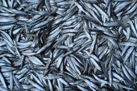 Более 1,7 тонны рыбы сняли с реализации в Нижегородской области