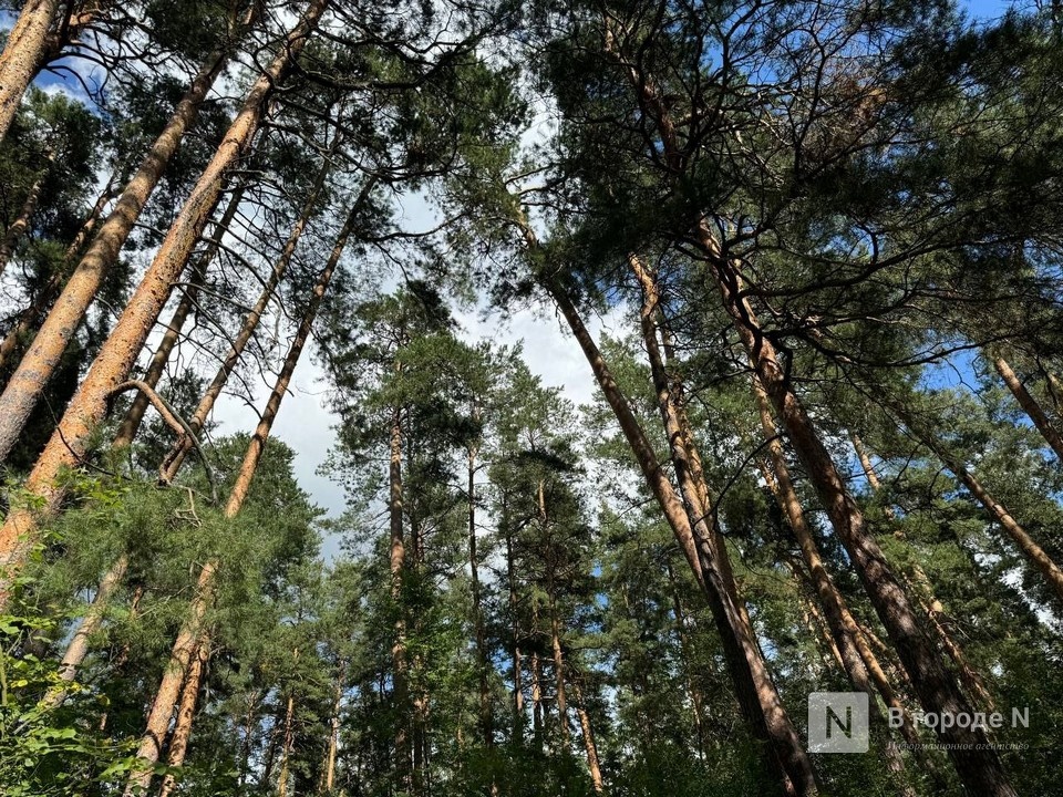 С нижегородского чиновника взыскали 1 млн рублей за 120 вырубленных сосен - фото 1