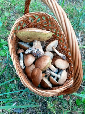 Сезон белых грибов завершается в Нижегородской области - фото 5