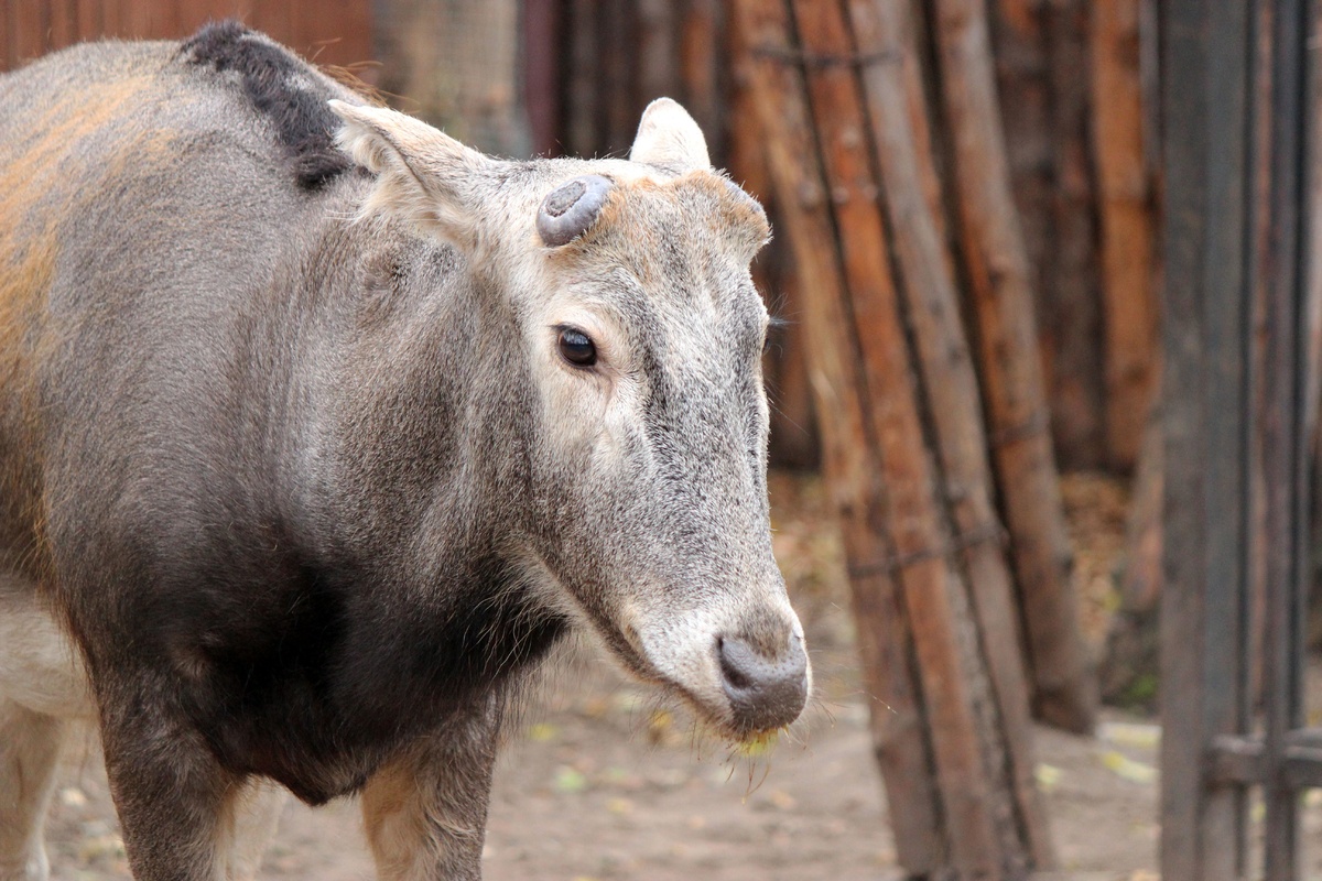 Олени нижегородского зоопарка начали сбрасывать рога - фото 1