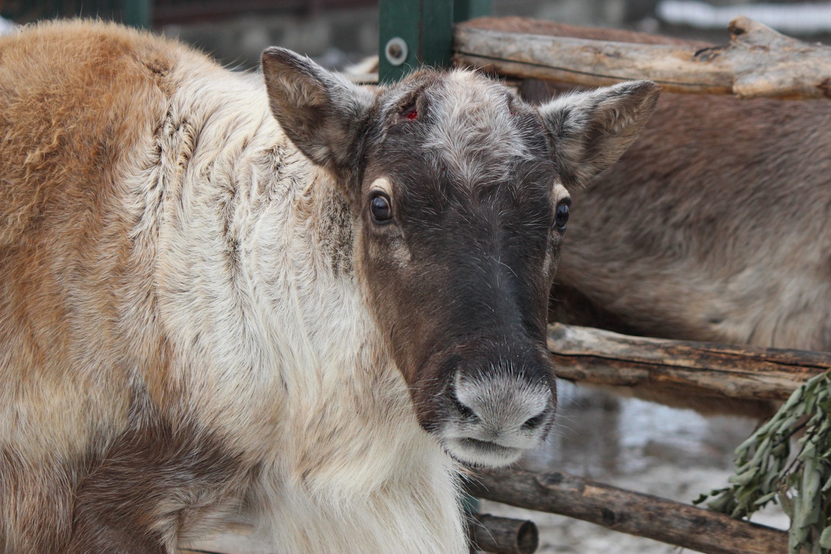Северный олень Яхонт из нижегородского зоопарка распрощался с рогами - фото 1