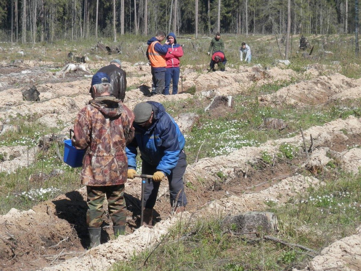 Более 38,8 тыс. деревьев и кустарников высажено работниками ГЖД за 2019 год - фото 1