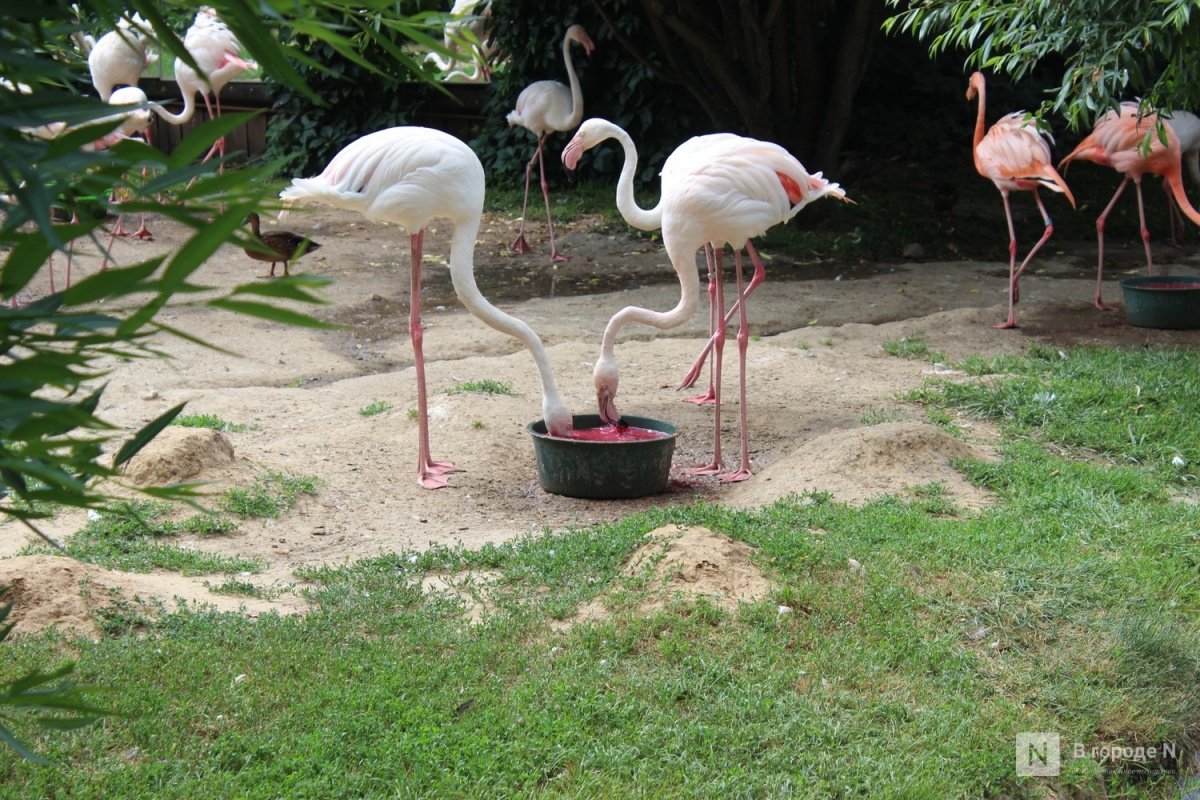 Опубликован график работы зоопарка &laquo;Лимпопо&raquo; на новогодние праздники - фото 1