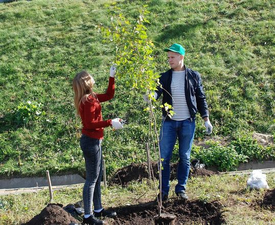 150 деревьев и кустарников украсили набережную Федоровского (ФОТО) - фото 19