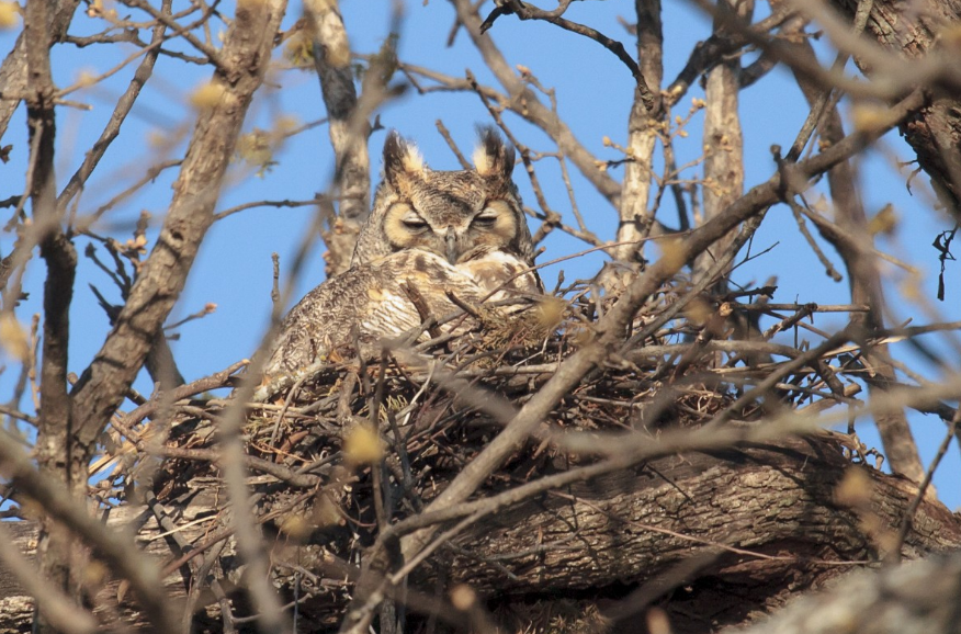 Гнезда для редких видов сов свили вручную в Нижегородской области - фото 1