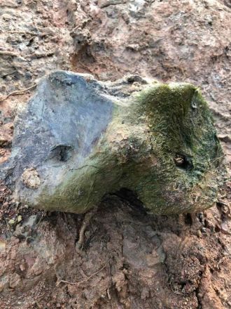 Восьмилетняя девочка нашла кости мамонта и бизона в Новинках - фото 2