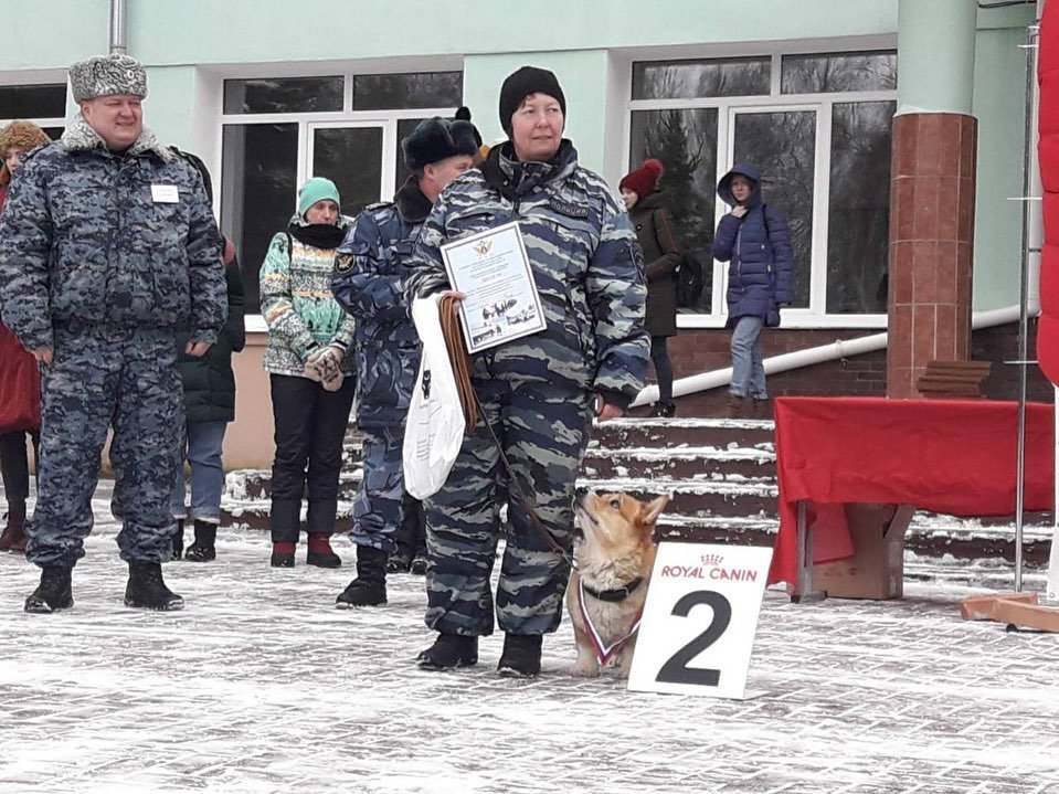Корги-полицейский вошел в тройку лучших служебных собак Нижегородской области - фото 1
