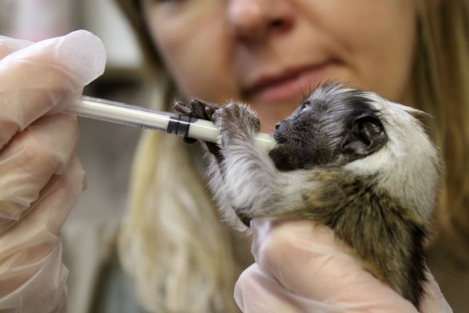 Новорожденного 30-граммового тамарина спасли в нижегородском &laquo;Лимпопо&raquo; - фото 2