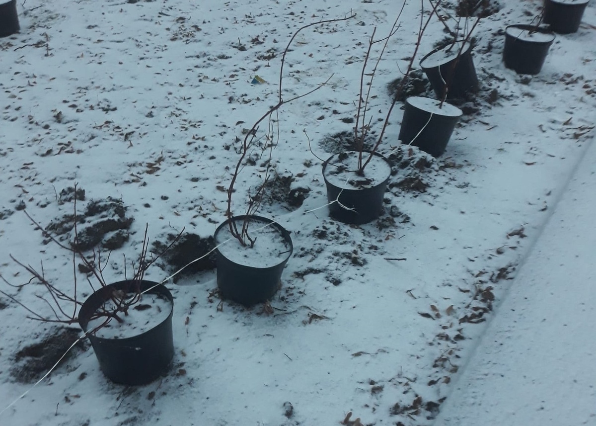 Рабочие высаживали растений в снегопад в Канавинском районе - фото 1
