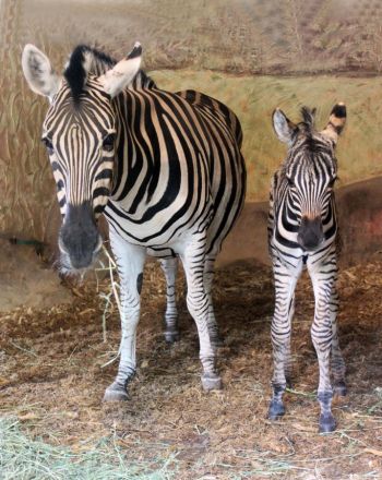 Два малыша-зебренка родились в зоопарке &laquo;Лимпопо&raquo; в Нижнем Новгороде - фото 2