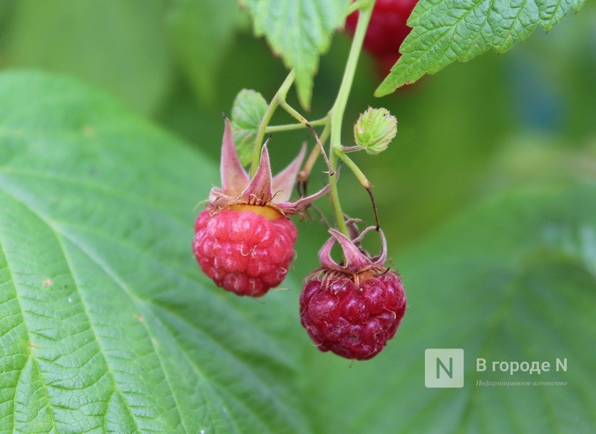 Первый урожай органических ягод соберут в Нижегородской области