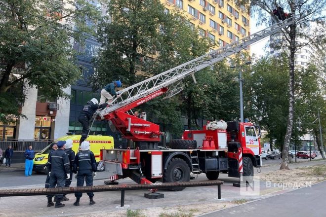 Девушка-парашютист застряла на дереве в Приокском районе - фото 2