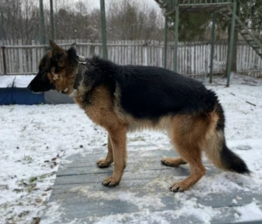 Служебным собакам-пенсионерам ищут новый дом в Нижегородской области - фото 5