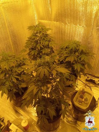 Две наркофермы и винтовку с патронами обнаружили у 41-летнего нижегородца - фото 9