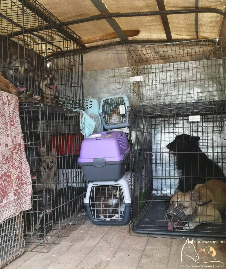 Десять собак  из зоны СВО прибудут в нижегородский приют - фото 1