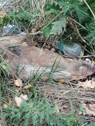 Останки мертвых животных нашли грибники в Кудьме - фото 1