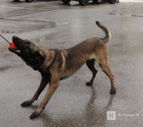 Четвероногие коллеги: как проходят будни нижегородских служебных собак - фото 40