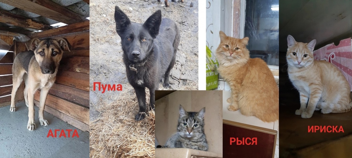 Двух собак и трех кошек не могут найти после поджога приюта в Семенове - фото 2