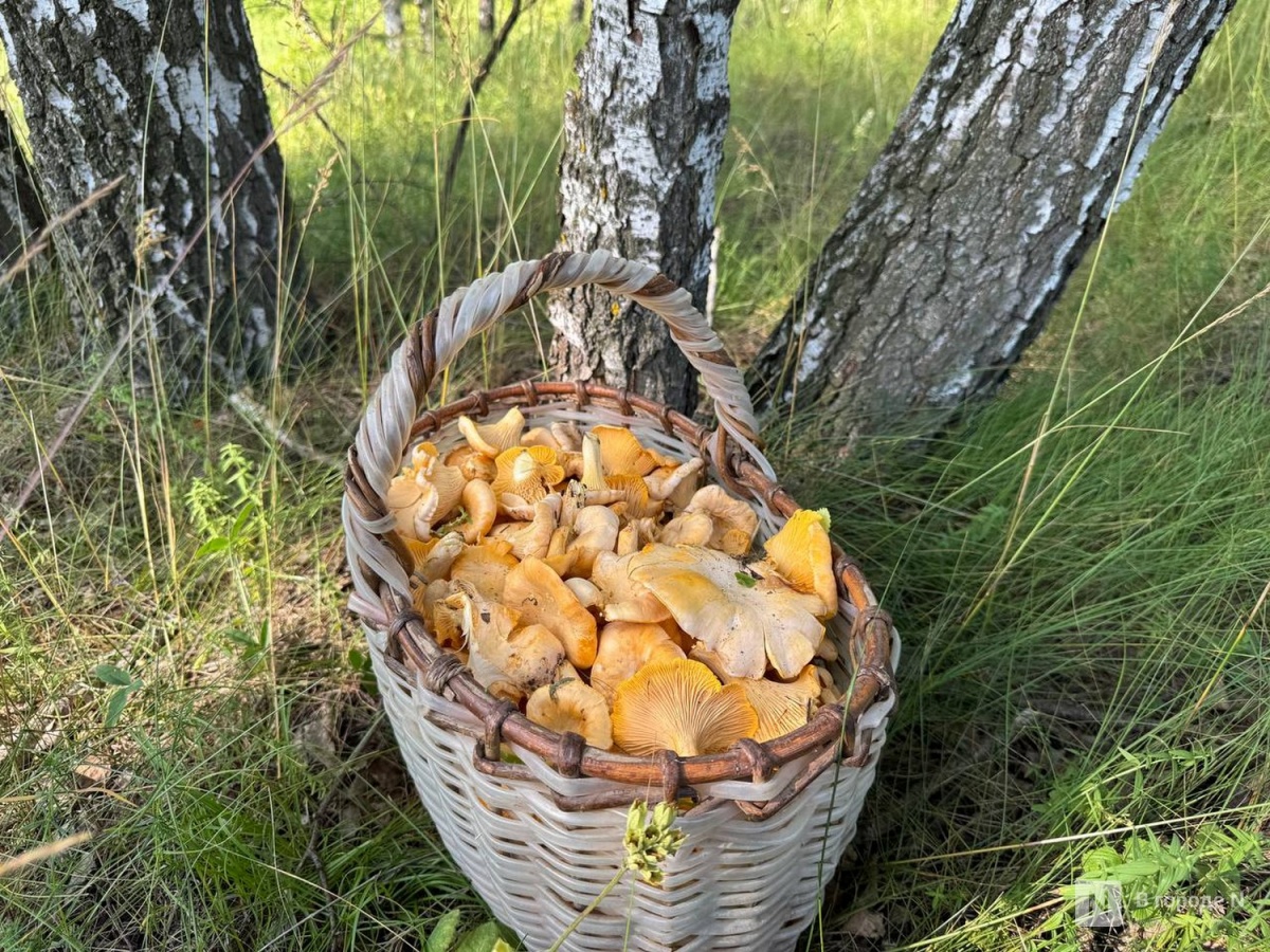 Названы самые грибные места Нижегородской области в июле - фото 1