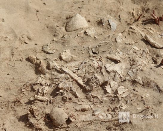 Захоронения IХ века обнаружили археологи под Выксой - фото 4