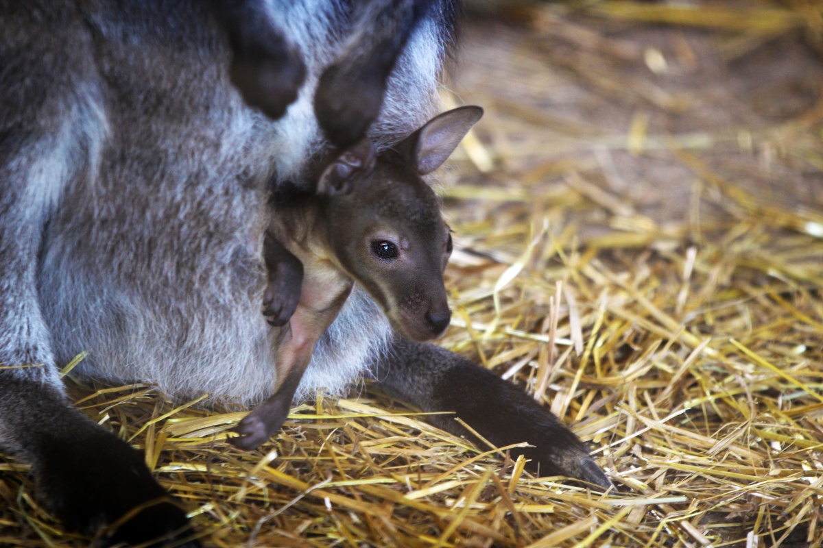 Три кенгуренка родились в нижегородском зоопарке - фото 1