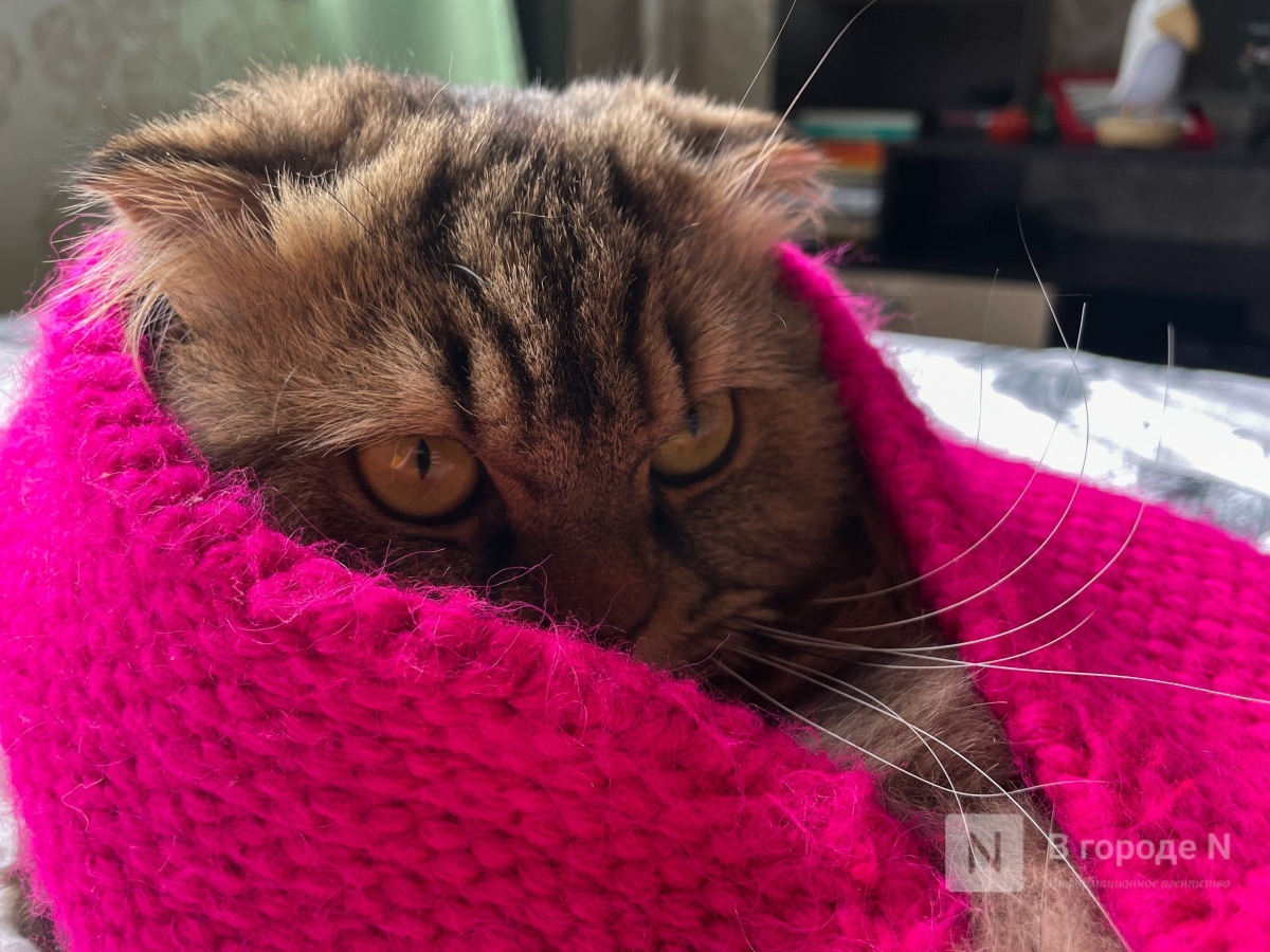 Агрессивный кот покусал ветеринара в Нижегородской области - фото 1