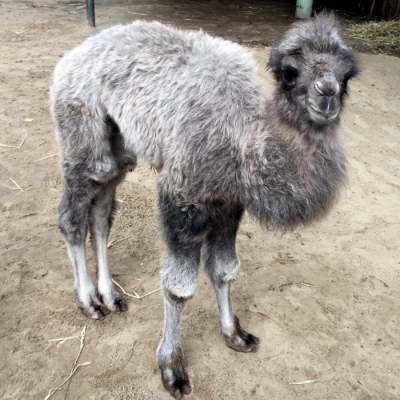 Верблюжонок впервые родился в балахнинском зоопарке (ФОТО) - фото 2