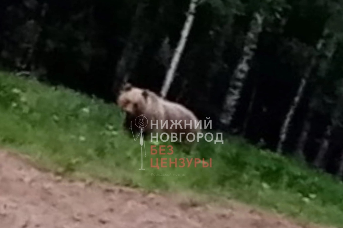 Медведь вышел к жилым домам на севере Нижегородской области - фото 1