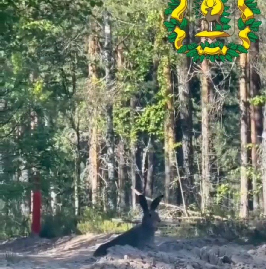 Нижегородский охотинспектор снял на камеру зайца, ищущего самку в период &laquo;гона&raquo; - фото 1