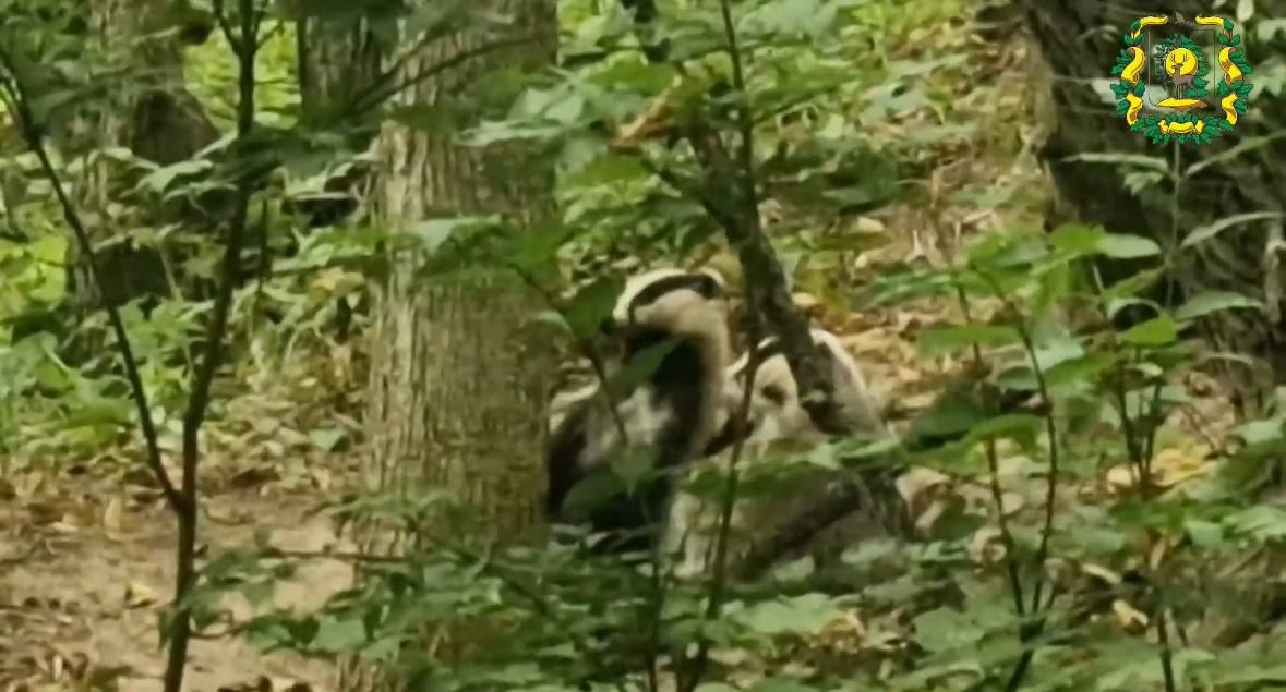 Опубликовано милое фото барсучихи с детенышами в Нижегородской области - фото 1