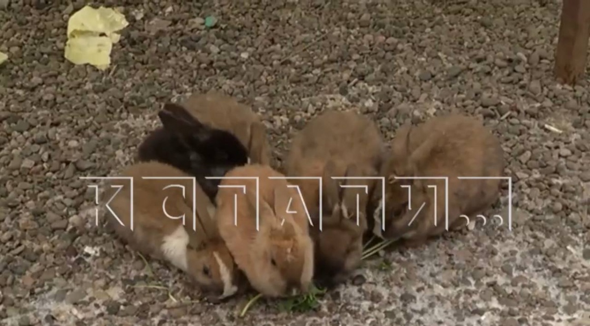 Десяток городских кроликов расплодился во дворе многоэтажки на Мещерском озере - фото 2