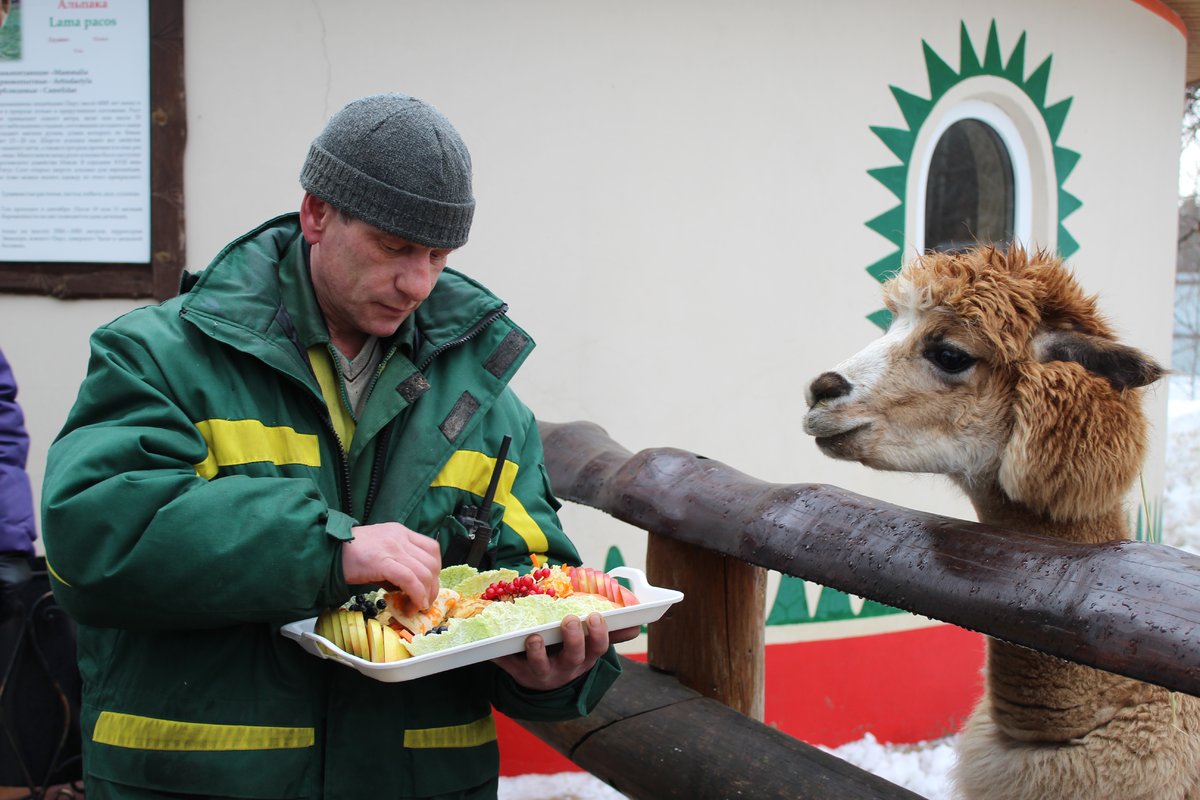 Звериная Масленица: обитателей нижегородского зоопарка угостили блинами - фото 4