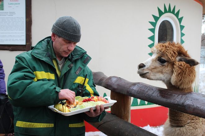 Звериная Масленица: обитателей нижегородского зоопарка угостили блинами - фото 24