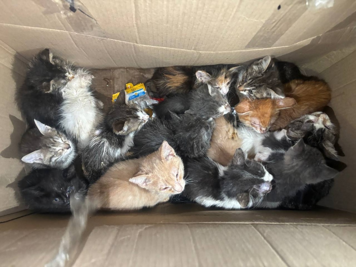 Нижегородского &laquo;живодера в шинели&raquo; выписали из психиатрической больницы - фото 1