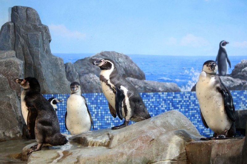 Еще четыре пингвина прибыли в нижегородский зоопарк - фото 2