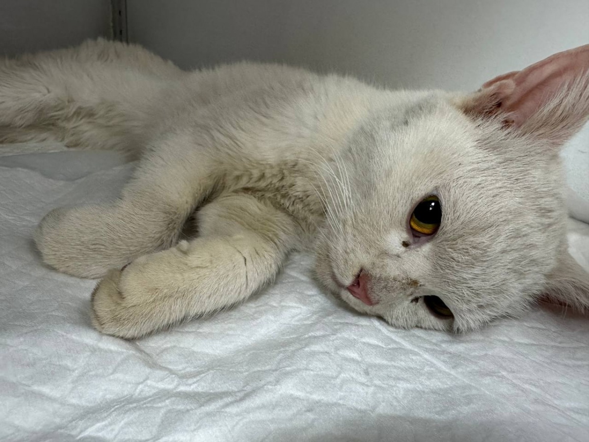 Кошку, повисшую в окне десятиэтажки, спасли в Нижнем Новгороде - фото 2