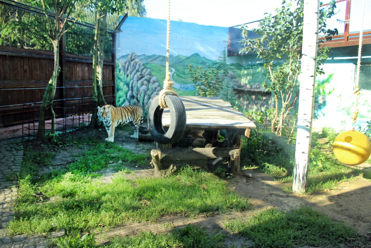 Амурский тигр отпраздновал новоселье в нижегородском &laquo;Лимпопо&raquo; - фото 1