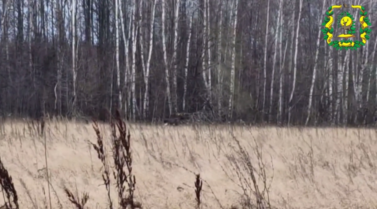 Лось на опушке леса попал на камеру охотинспектора в Нижегородской области - фото 1