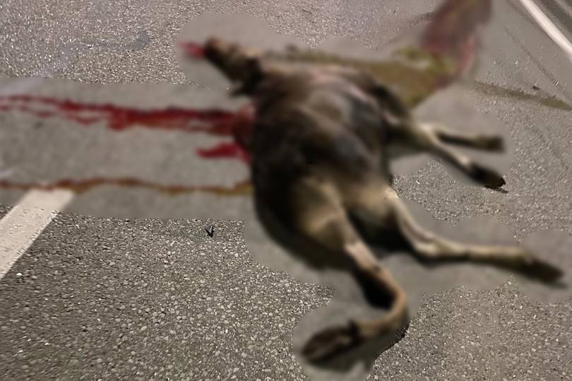 Водитель насмерть сбил лося в Богородском районе  - фото 2