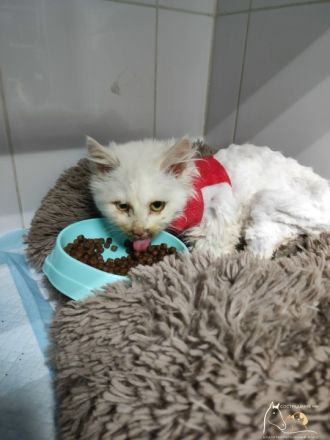 Истощенного и больного котенка спасли из леса в Нижегородской области - фото 3