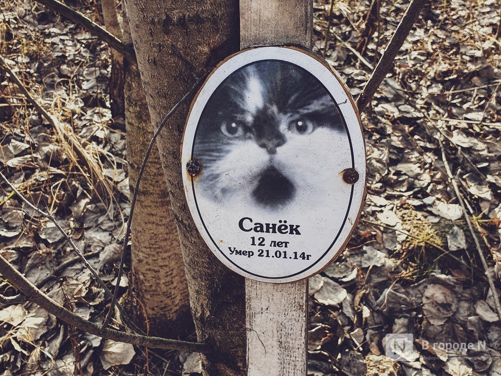Православный крест над котом: где находится нижегородское кладбище домашних животных - фото 1