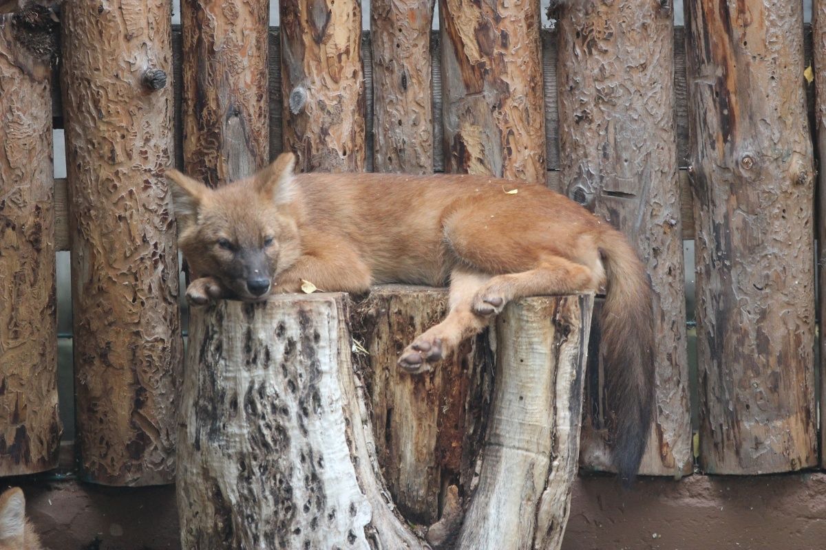 Нижегородский зоопарк объявил конкурс на имена для красных волков