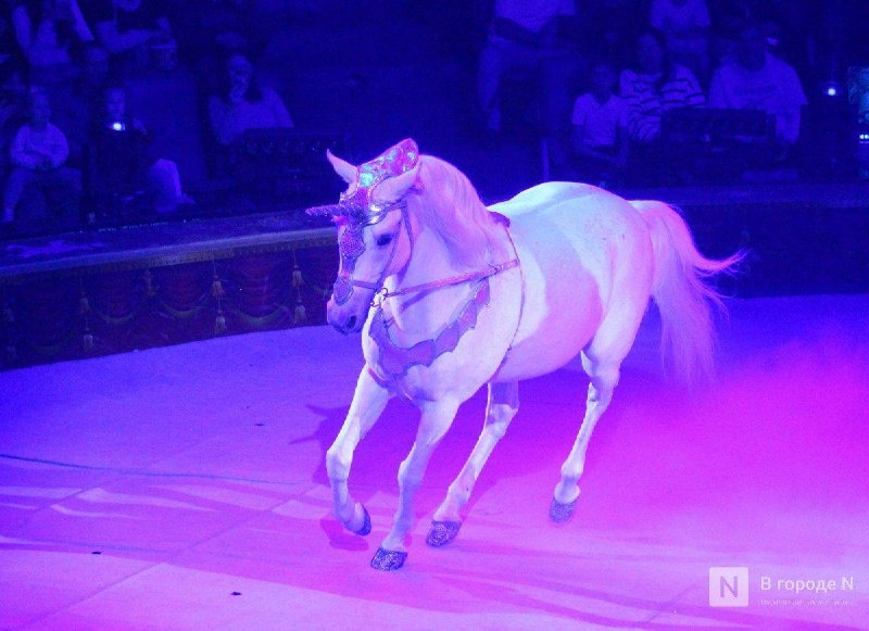 Акробат пострадал при падении с лошади в Нижегородском цирке - фото 1
