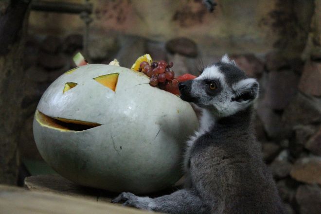 Всем по тыкве: обитатели нижегородского зоопарка отметили Хэллоуин - фото 28