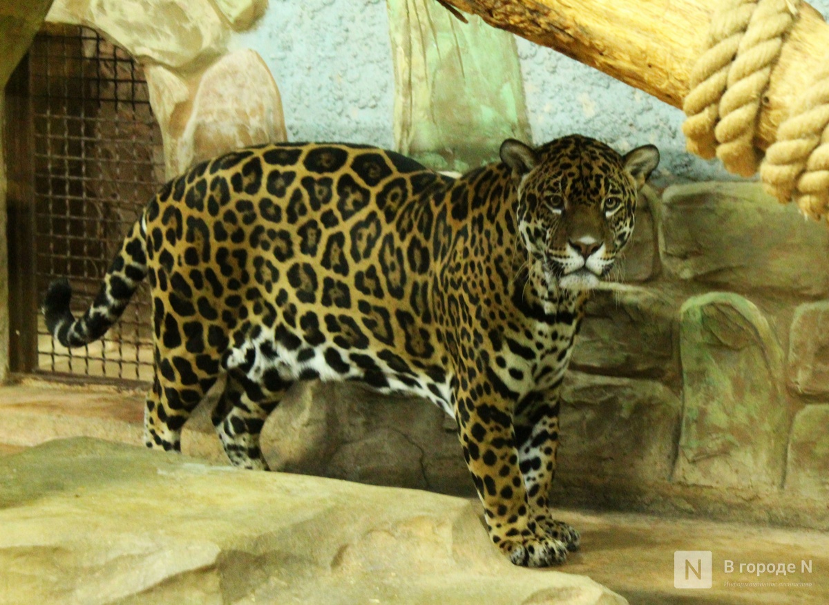 Обитатели нижегородского зоопарка &laquo;Лимпопо&raquo; подготовились к зиме - фото 1